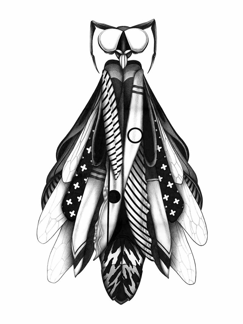 Joaquin Rodriguez ilustracion illustration art insects insectos